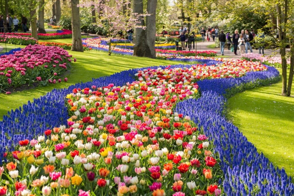 Colorful landscape of Keukenhof gardens, Amsterdam