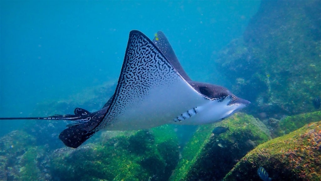 Manta ray swimming in the Galapagos