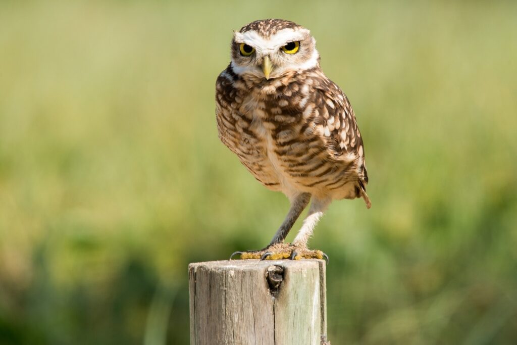 Burrowing owl spotted in Aruba
