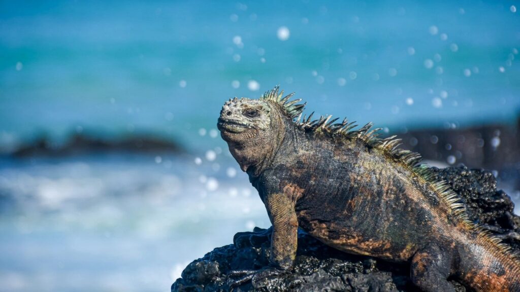Marine iguana spotted in the Galapagos
