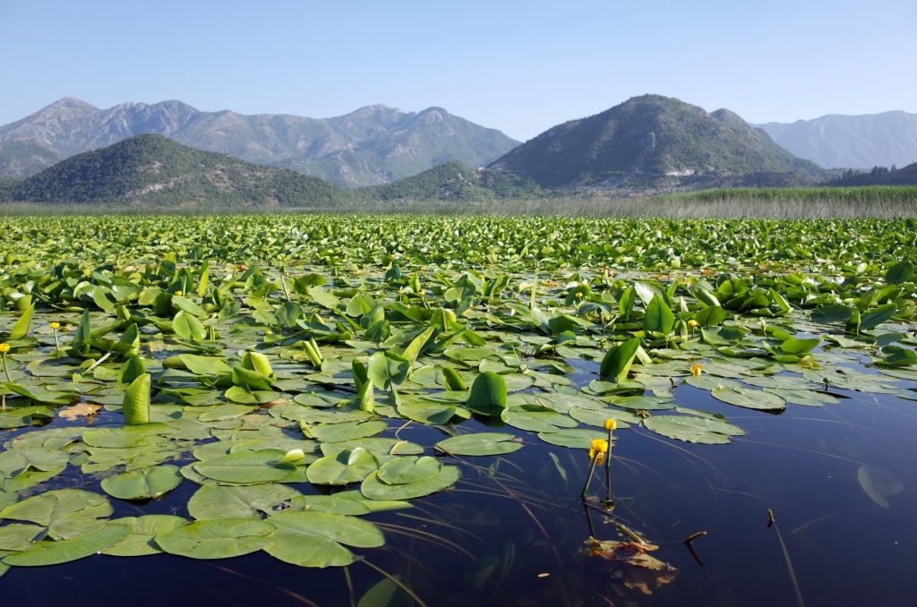 View while kayaking Lake Skadar, near Bar