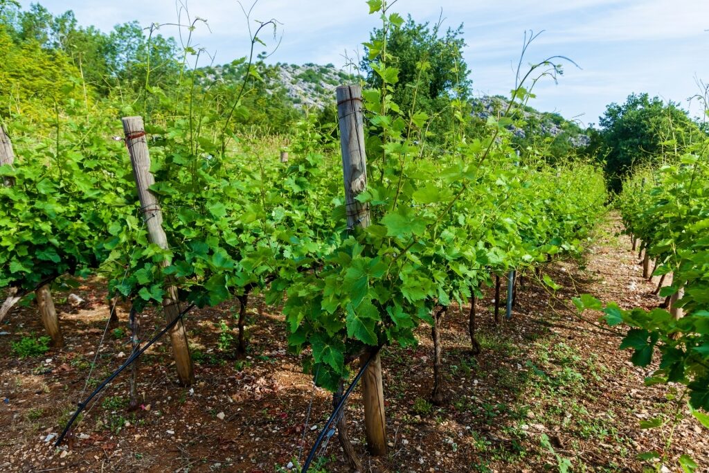Vineyard of Winery Dabovic, near Kotor