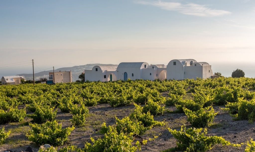 Scenic landscape of Venetsanos Winery, Santorini