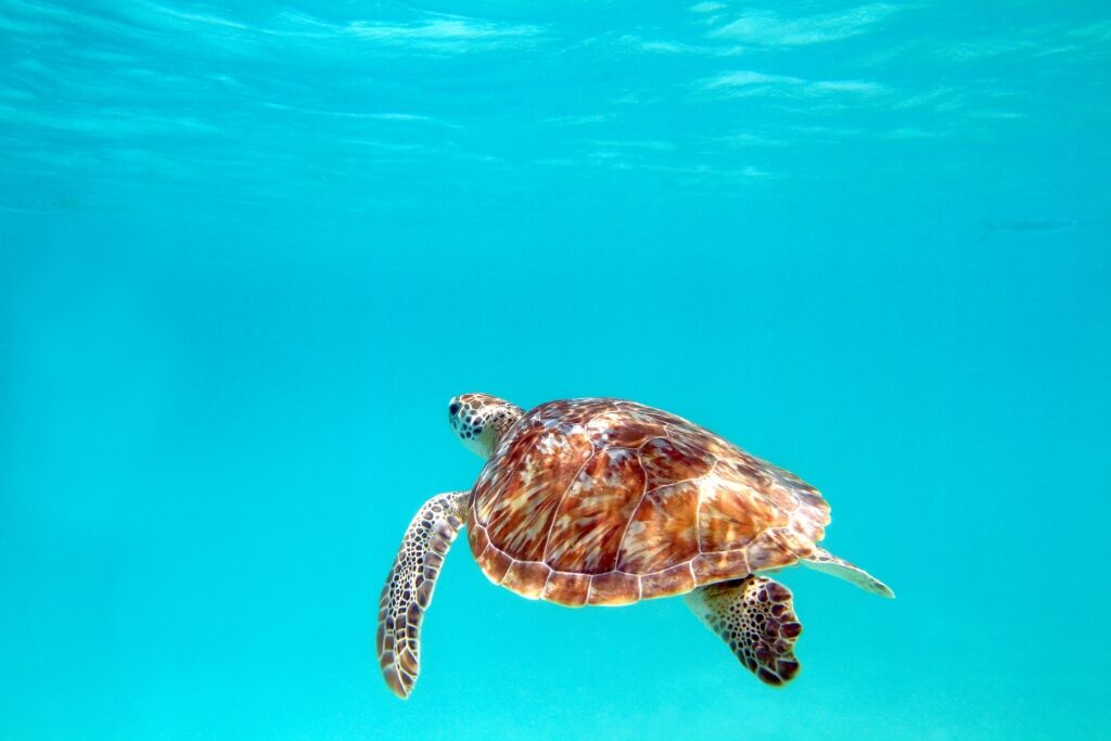 Sea turtle spotted in Cozumel