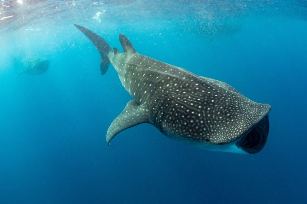 Whale shark spotted in Cozumel