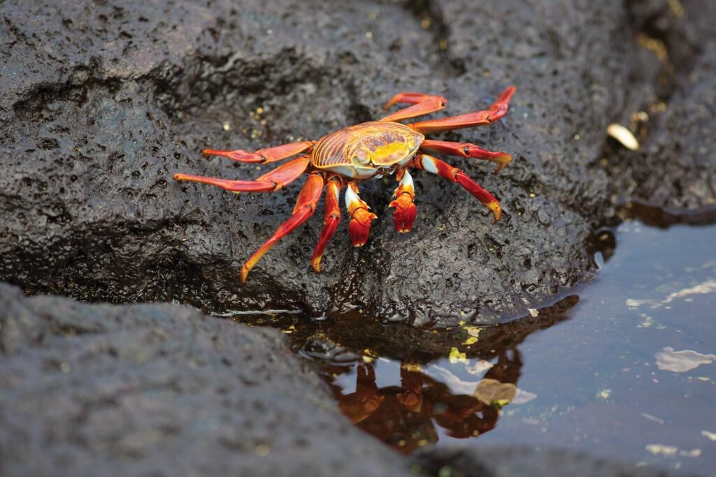 Sally Lightfoot crab spotted in the Galapagos