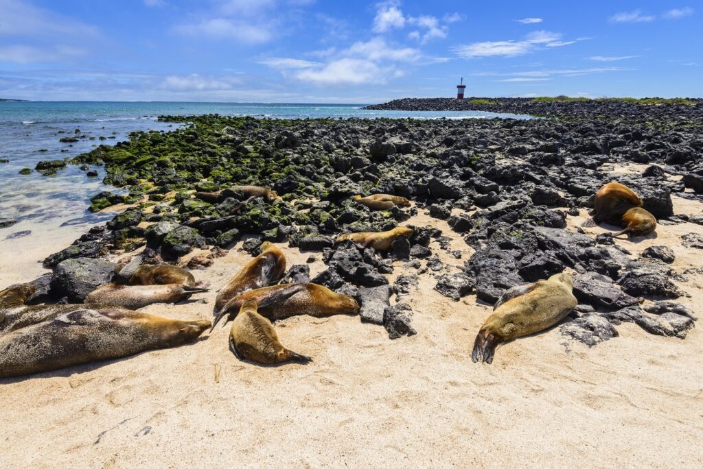 Sea lions in Playa Punta Carola