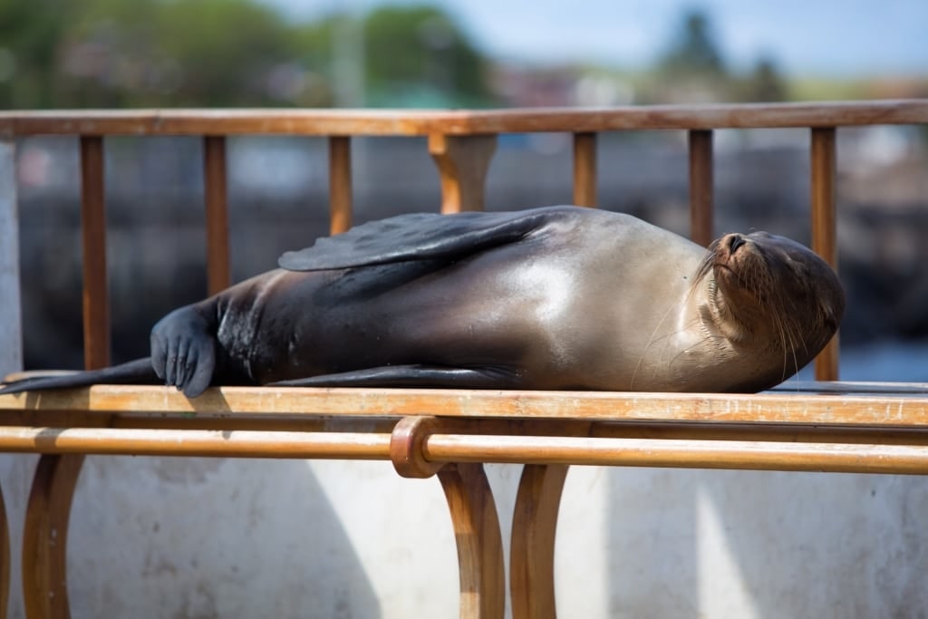 Sea lion in Puerto Baquerizo Moreno