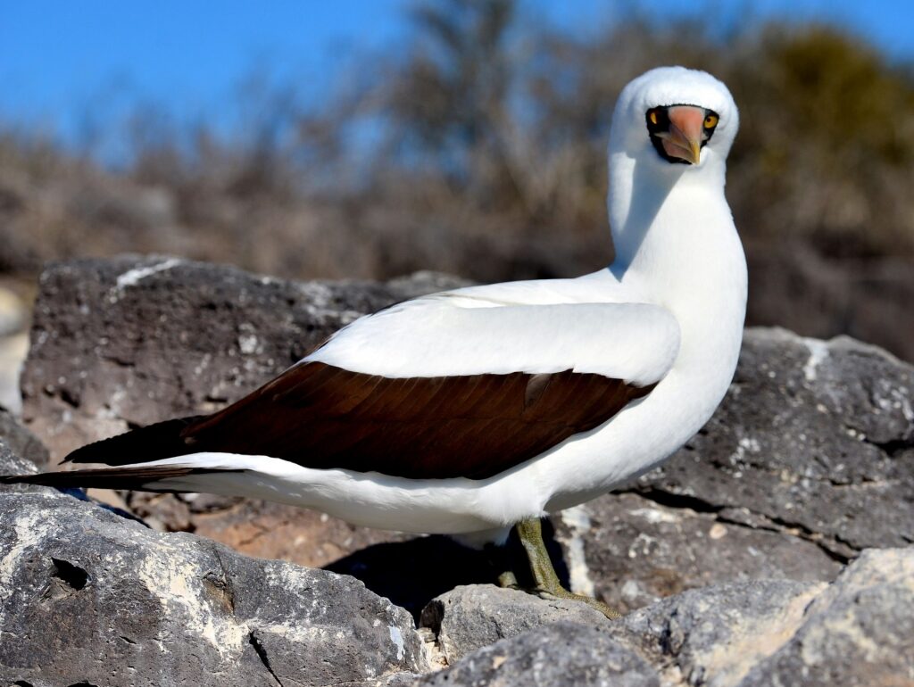 Nazca boobie spotted in the Galapagos