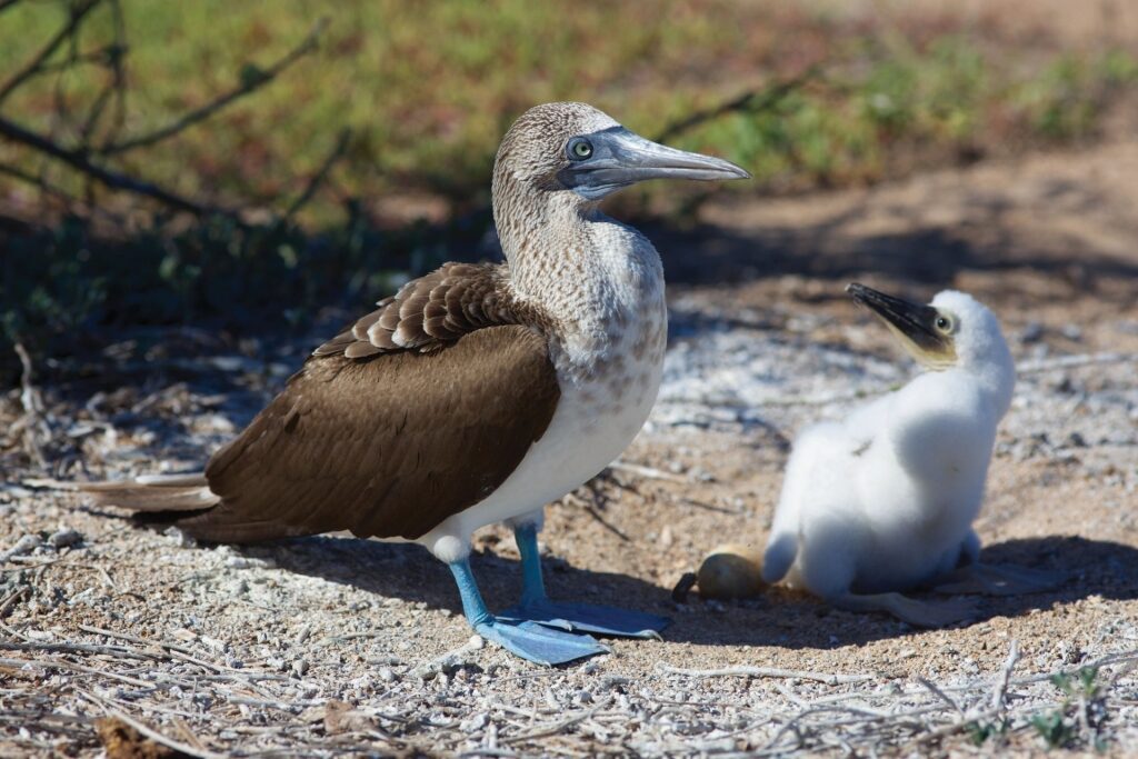 Blue-footed boobies spotted in the Galapagos