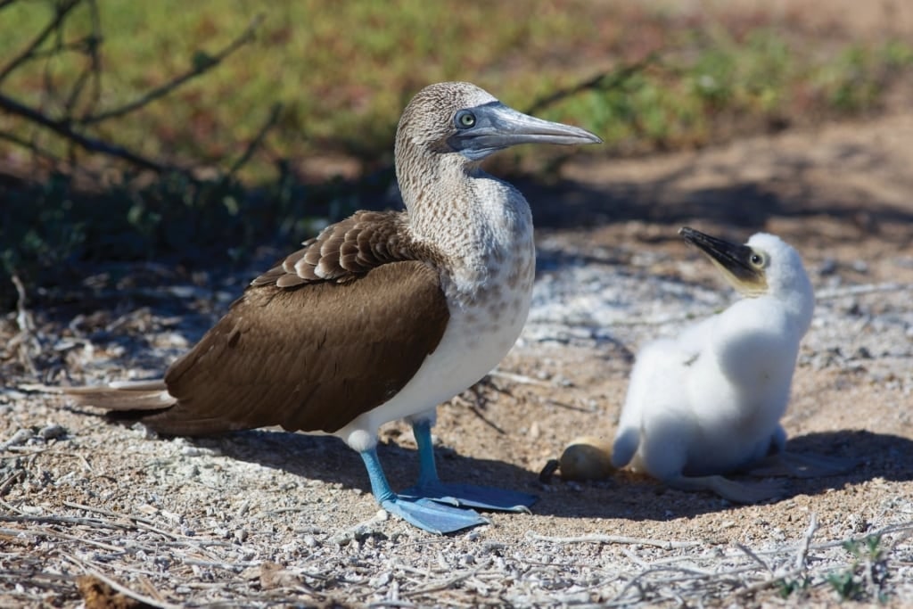 Blue-footed boobies spotted in the Galapagos