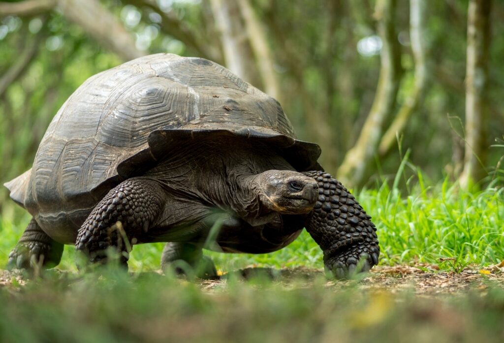Galapagos tortoise walking