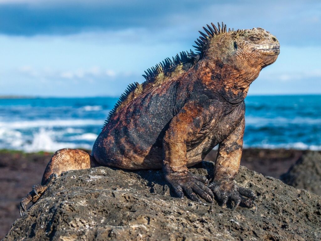 Marine iguana spotted in the Galapagos