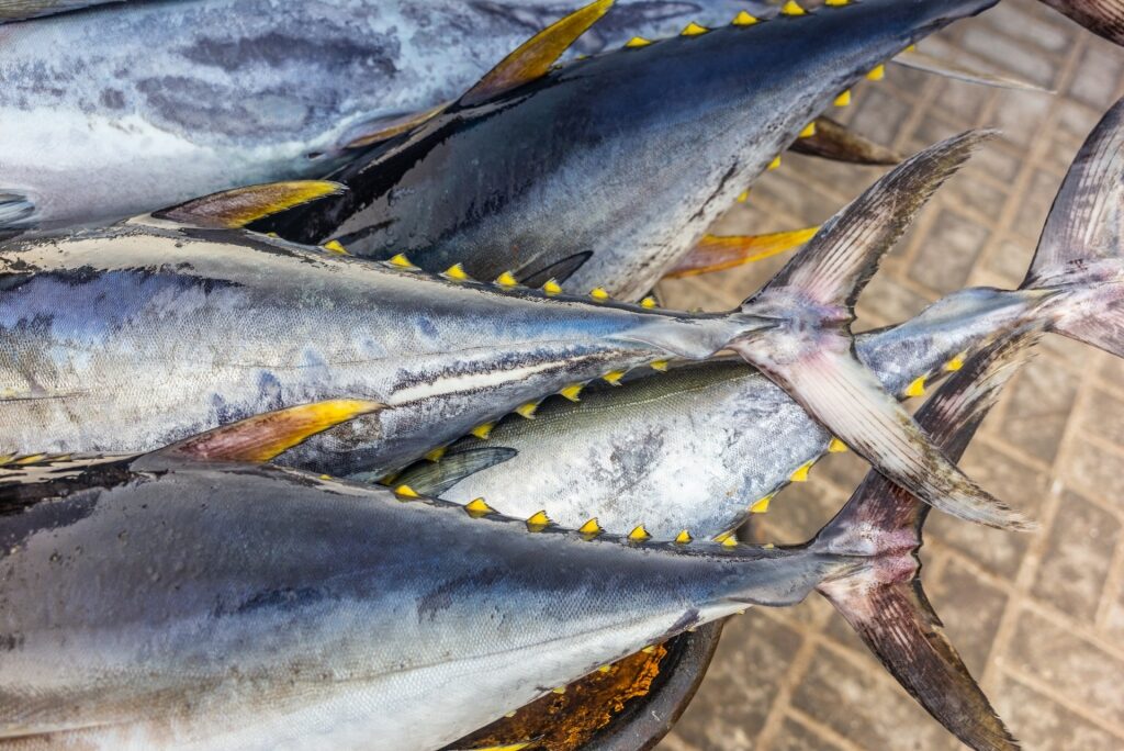 Fresh Yellowfin tuna 