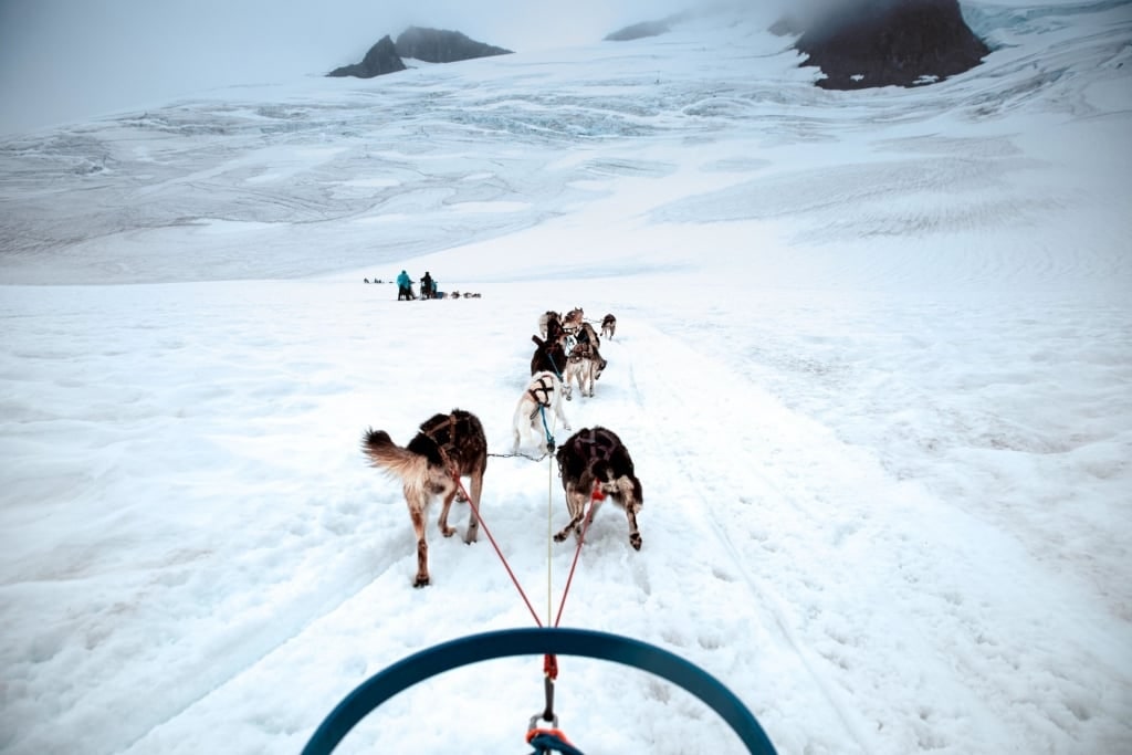 Dog sledding in Alaska 