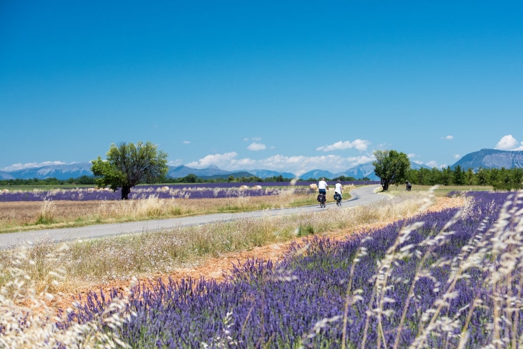 Lavender fields in Provence, France