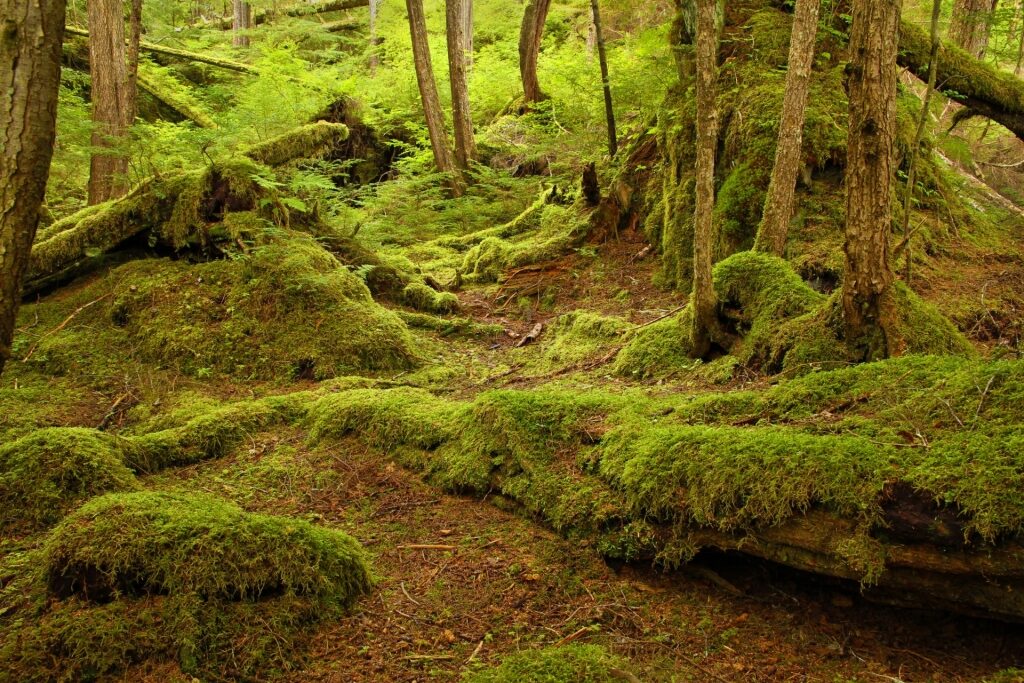 Trail in Tongass Rainforest, Alaska