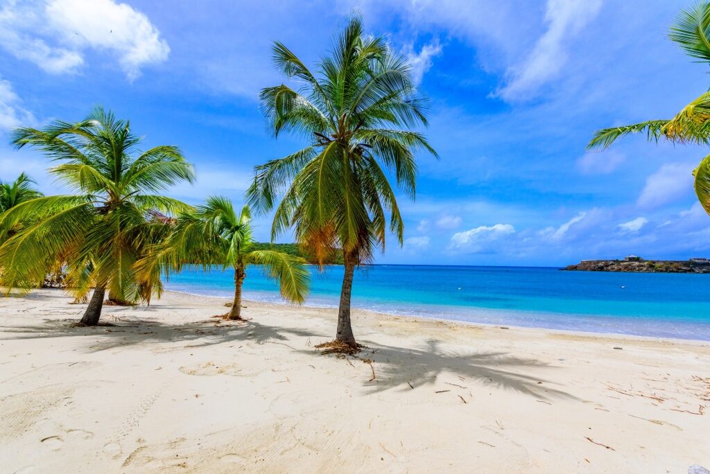 Palm trees lined up on Galleon Beach, Antigua