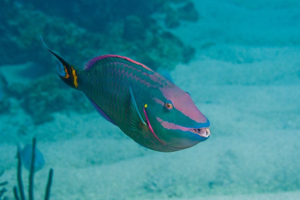 Parrotfish spotted in the Bahamas