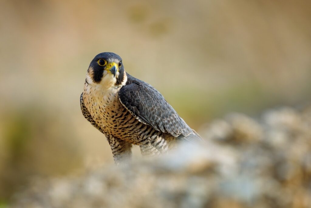 Peregrine falcon spotted in Italy