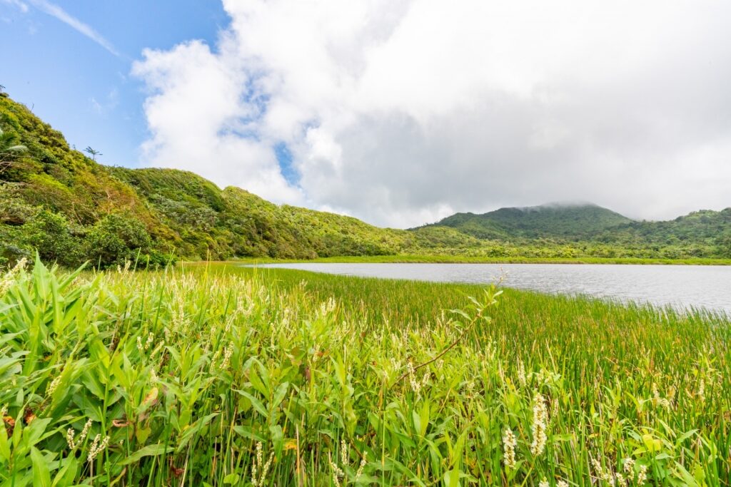 Lush landscape of Grand Etang Lake, Grenada