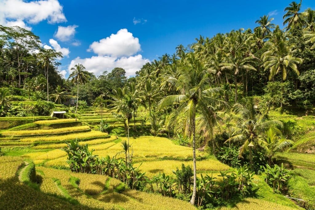 Lush landscape of Tegalalang Rice Terrace