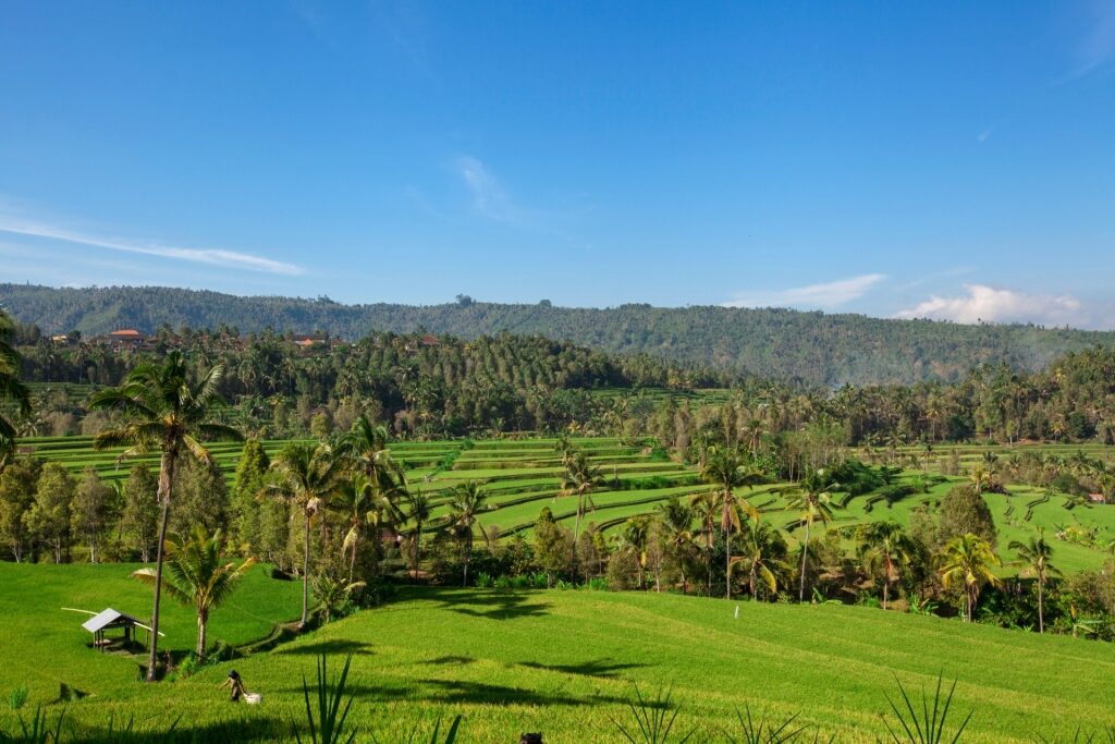 Lush landscape of Munduk Rice Terraces