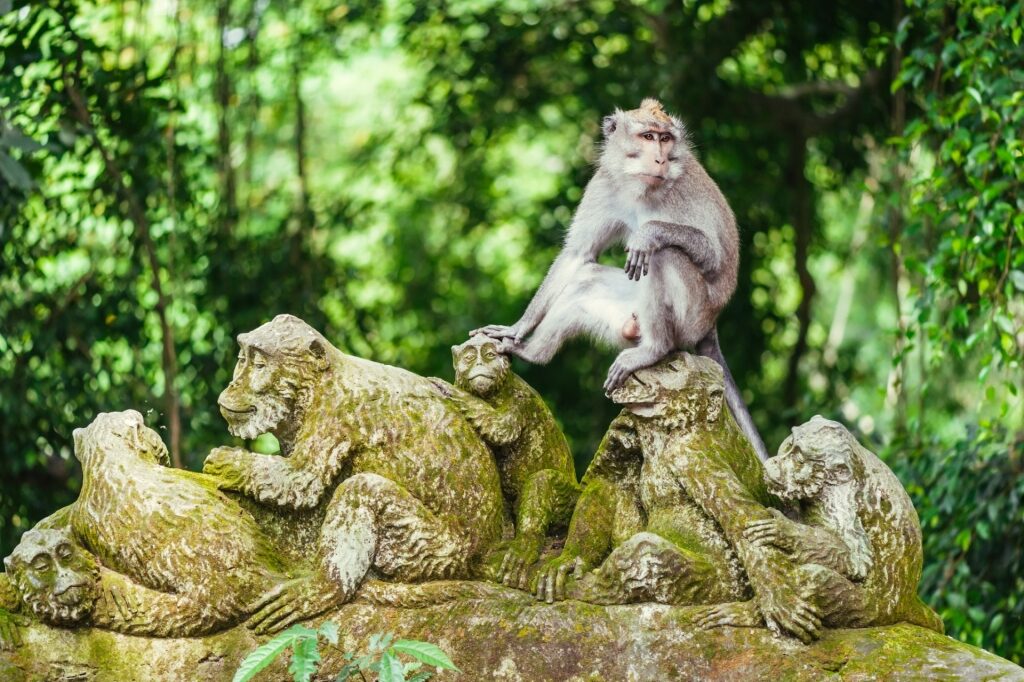 Macaques spotted in Bali