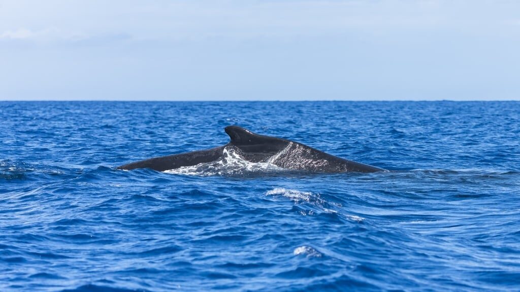 Humpback whale spotted in Tahiti