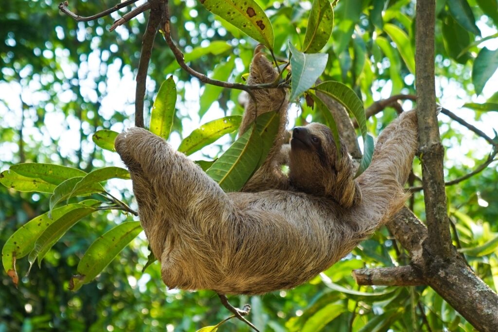 Sloth spotted in Costa Rica