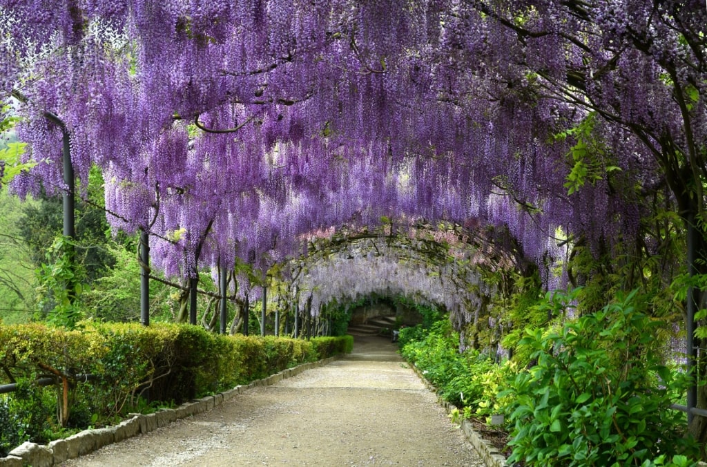 Wisteria in Bardini Gardens in Florence, Italy