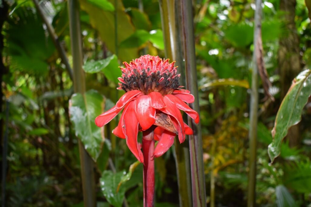 Exotic plant in Diamond Falls Botanical Gardens, St. Lucia