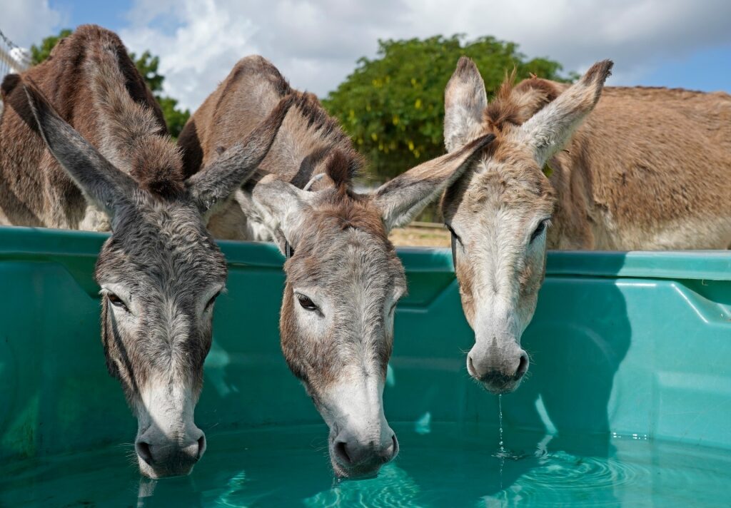 Donkeys at The Donkey Sanctuary, Antigua