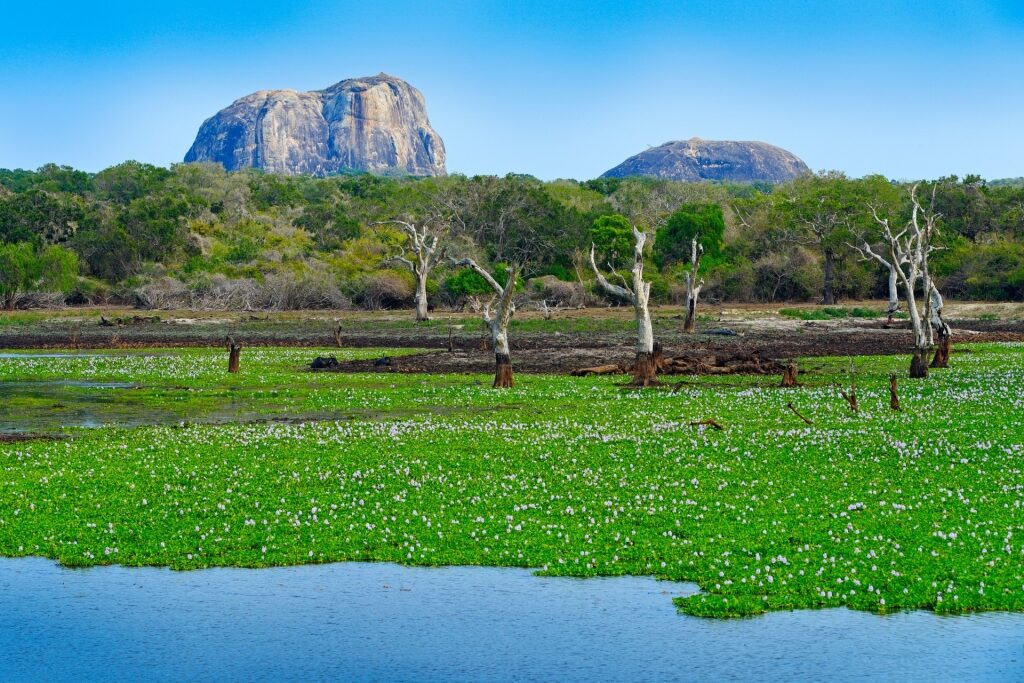 View while boating in Yala National Park, Sri Lanka