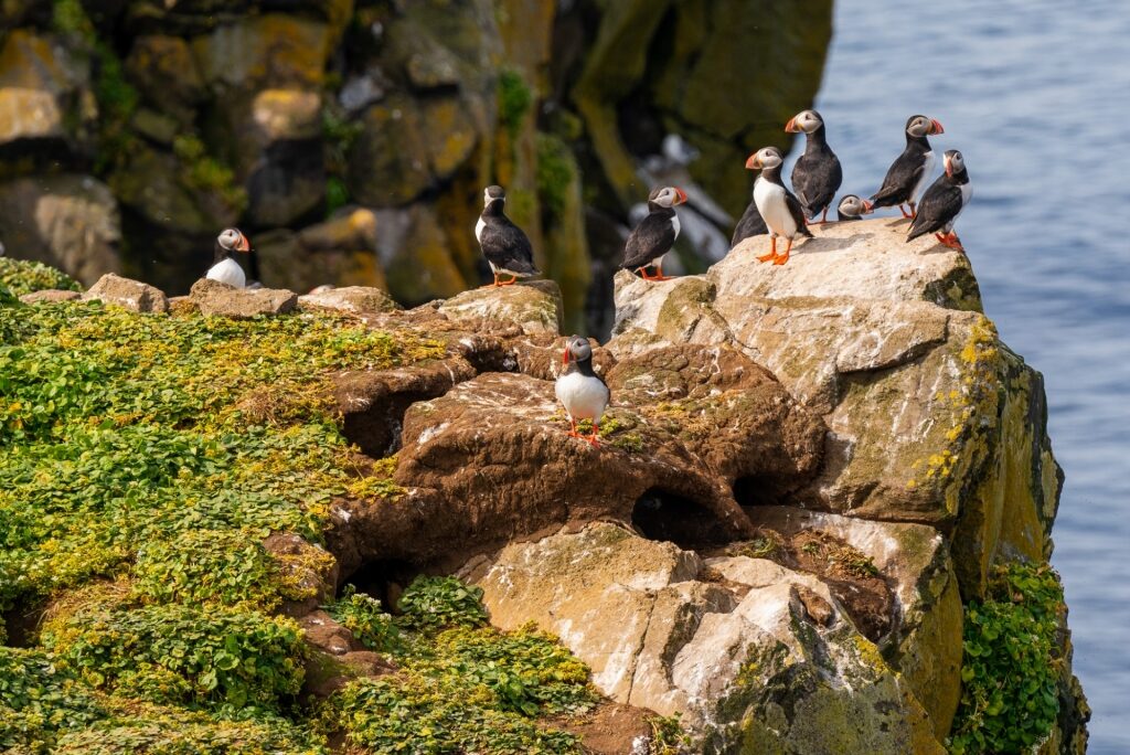Puffins spotted in Iceland