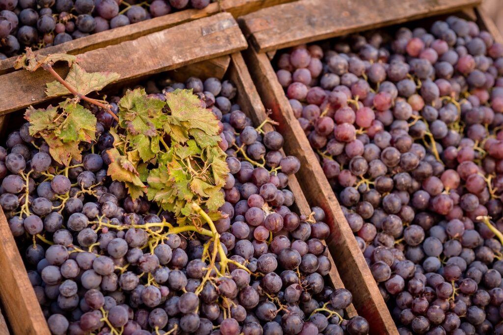 Moroccan grapes in a cart