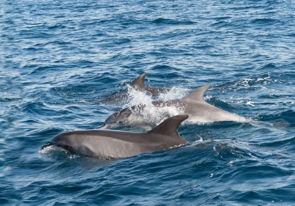Bottlenose dolphins spotted in Gibraltar