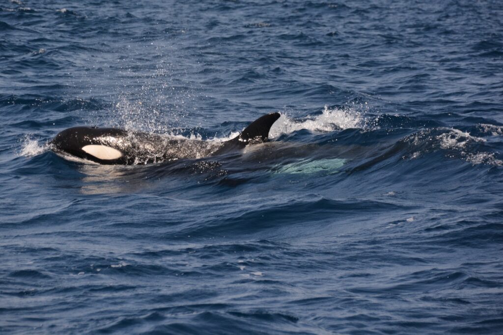 Orca spotted in Gibraltar