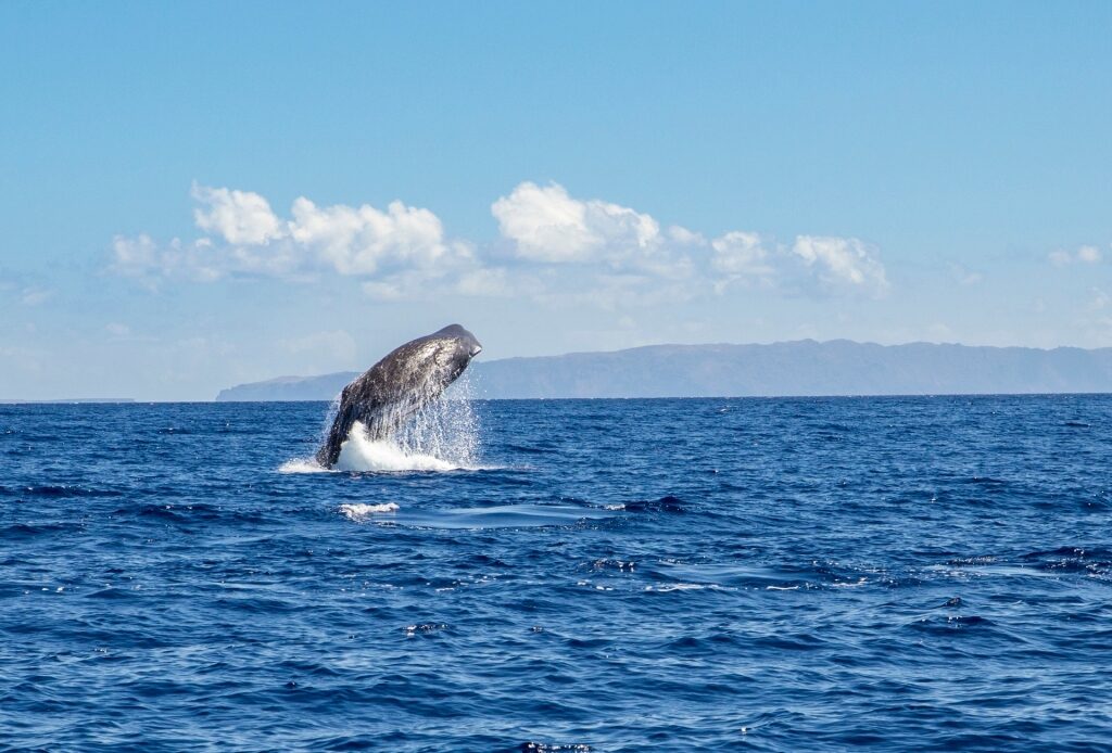 Sperm whale spotted in Madeira