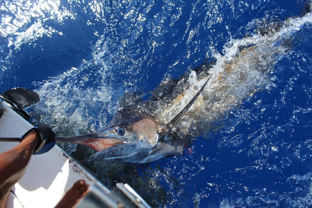 Swordfish caught in Jamaica