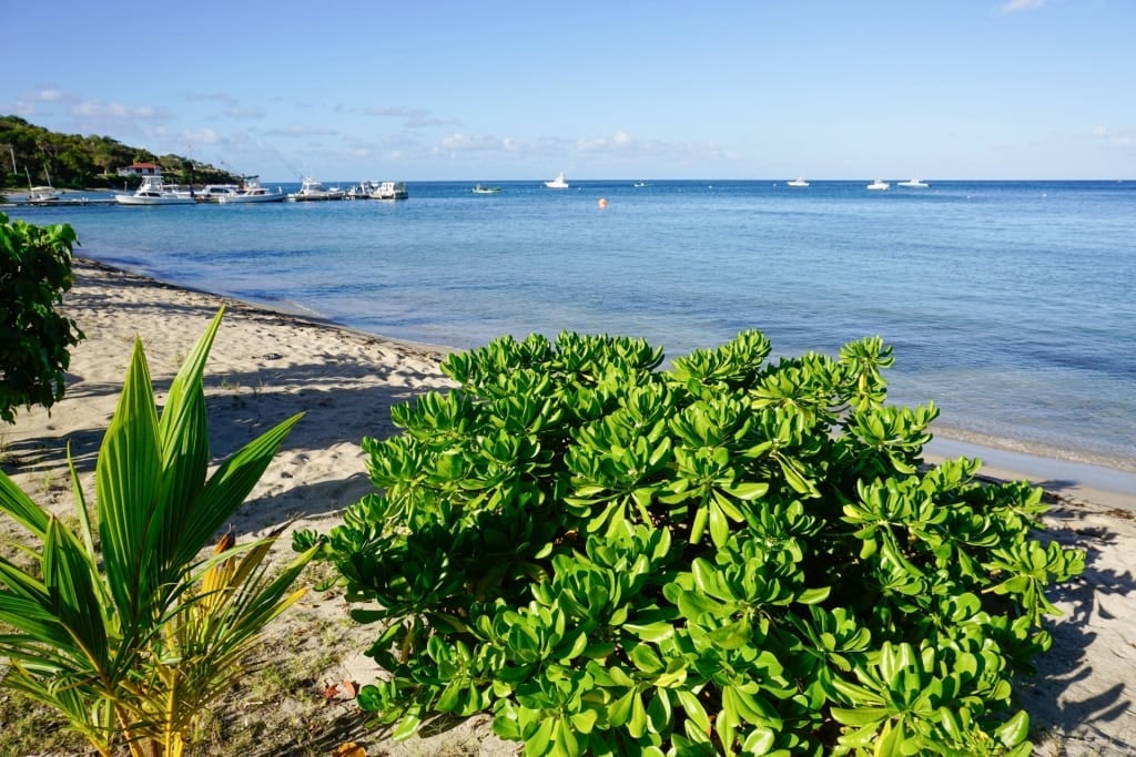 View of Oualie Beach, St. Kitts