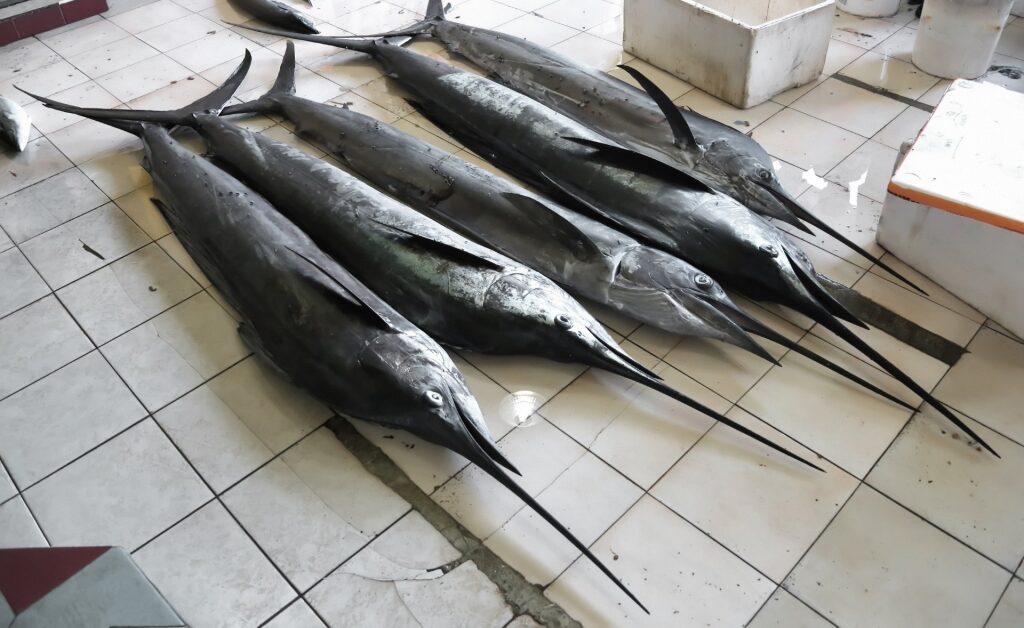 Fish at a market in St. Lucia