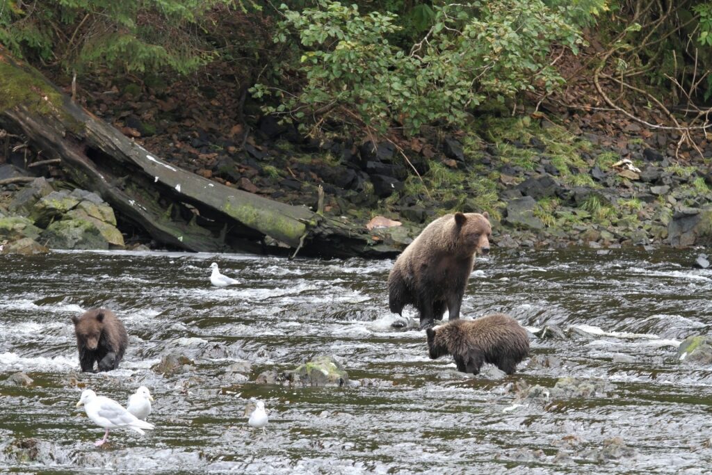 Bears spotted in Admiralty Island, near Juneau