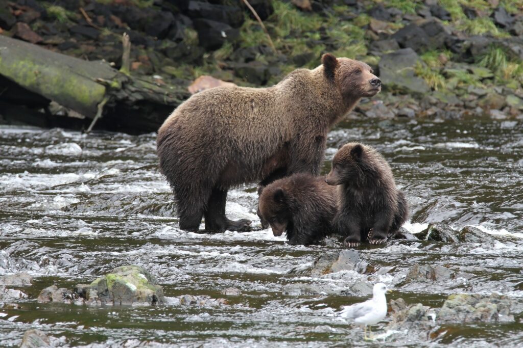 Bears in Admiralty Island, near Juneau