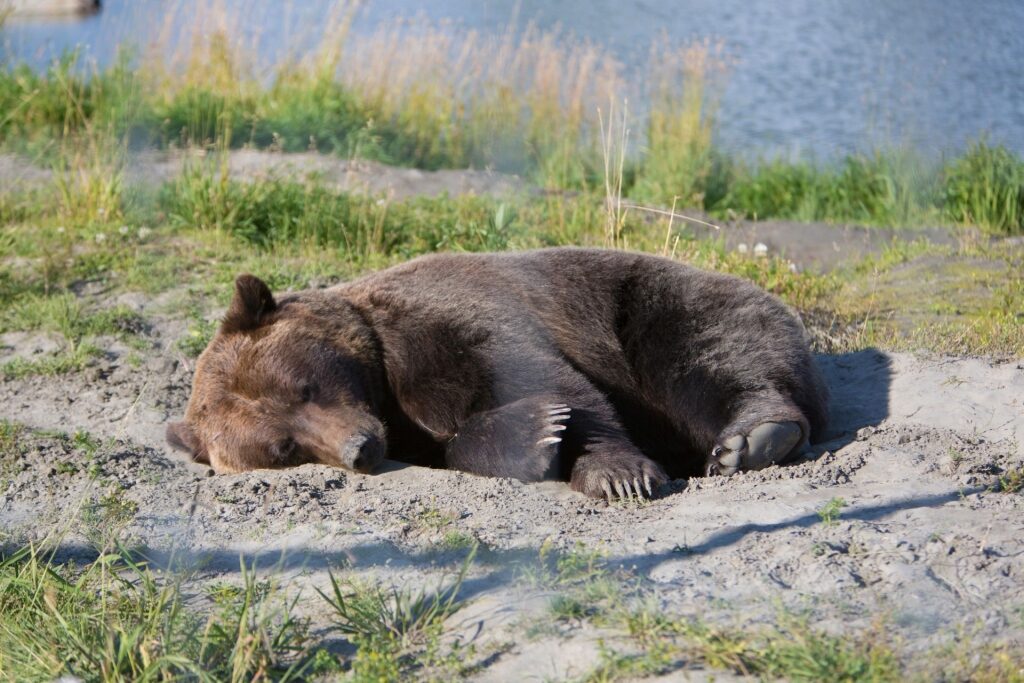 Alaska Wildlife Conservation Center, best place to see bears in Alaska