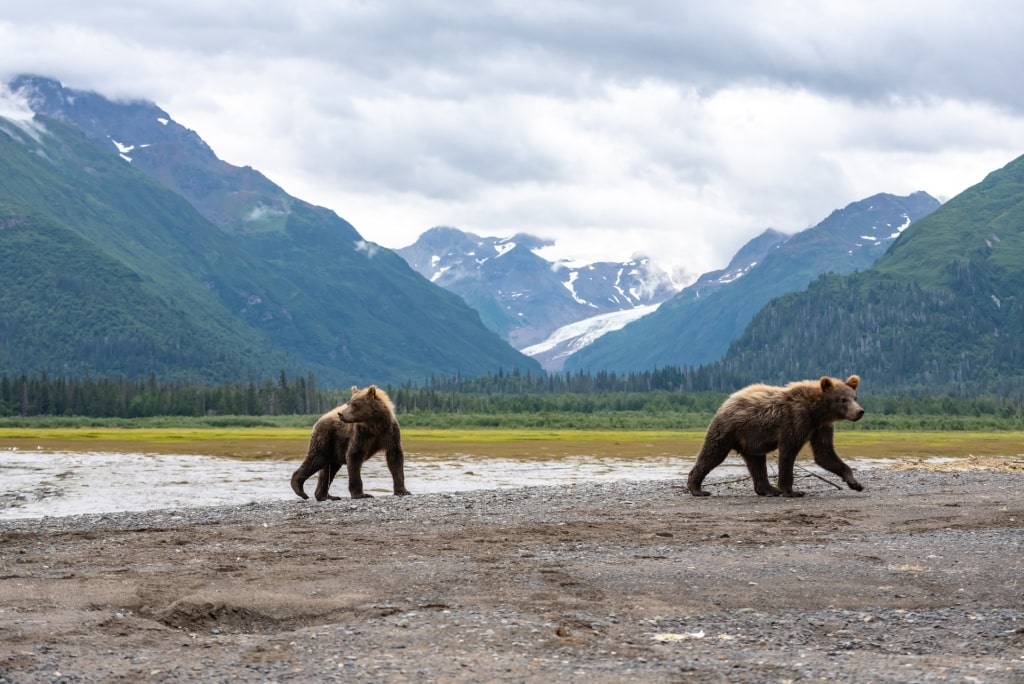 Bears in Chinitna Bay, Lake Clark National Park