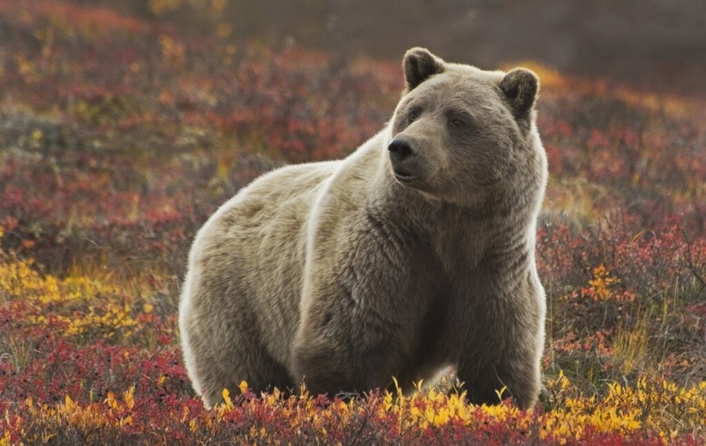 Bear spotted in Denali National Park