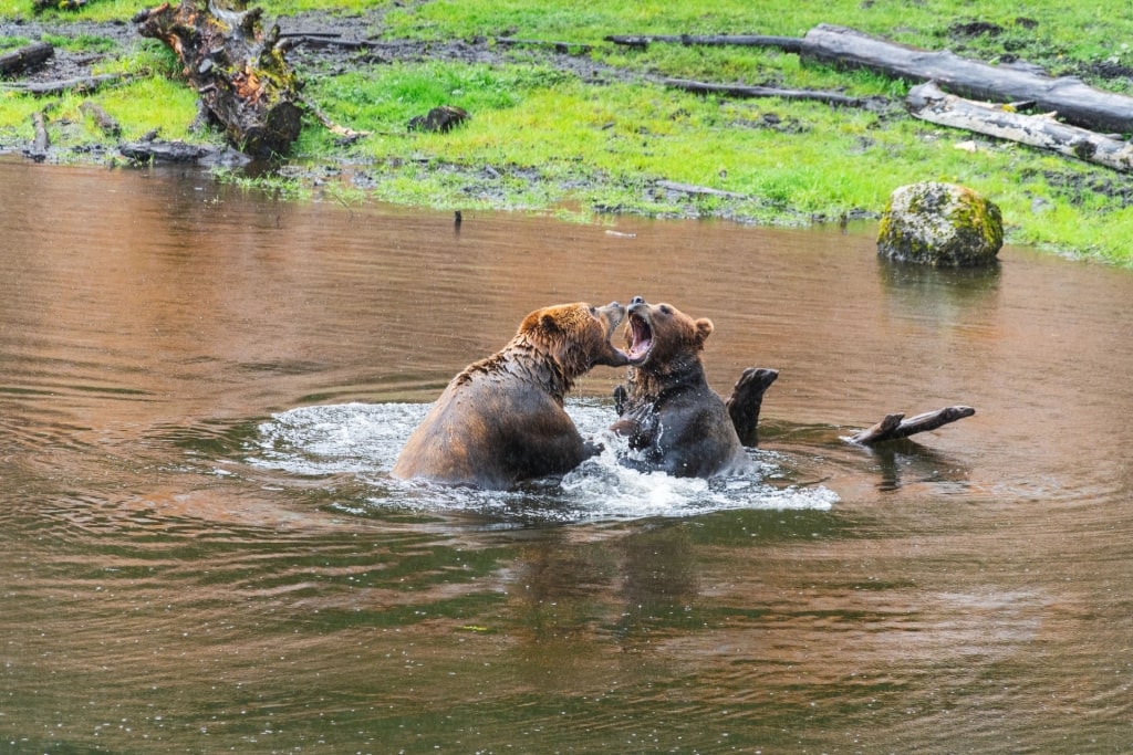 Bears in Fortress of the Bear, Sitka