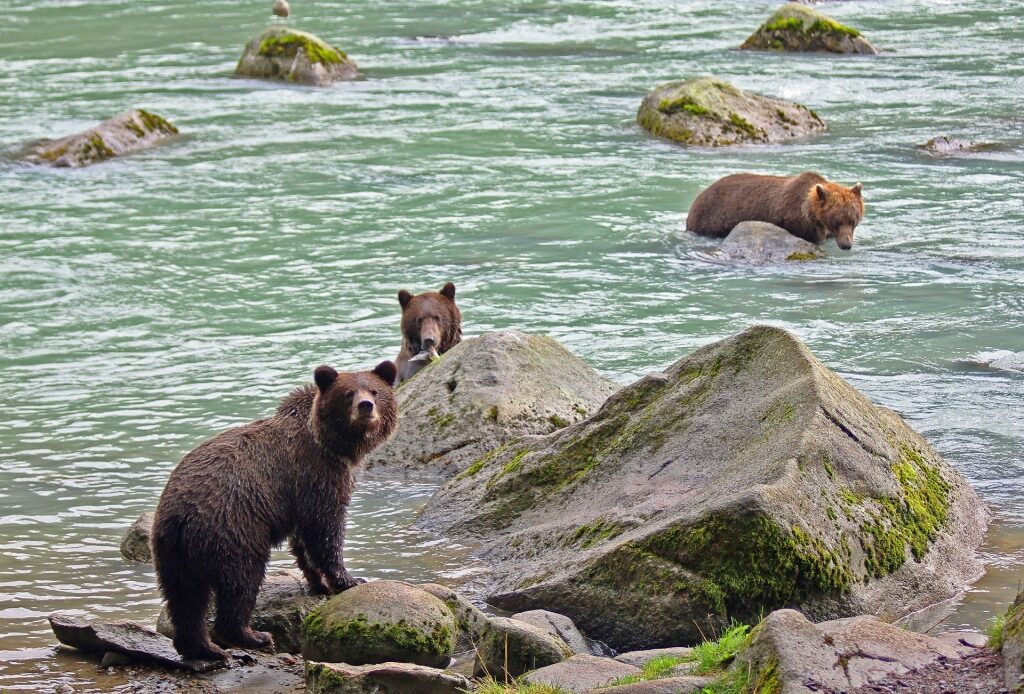 Bears in Chilkoot River