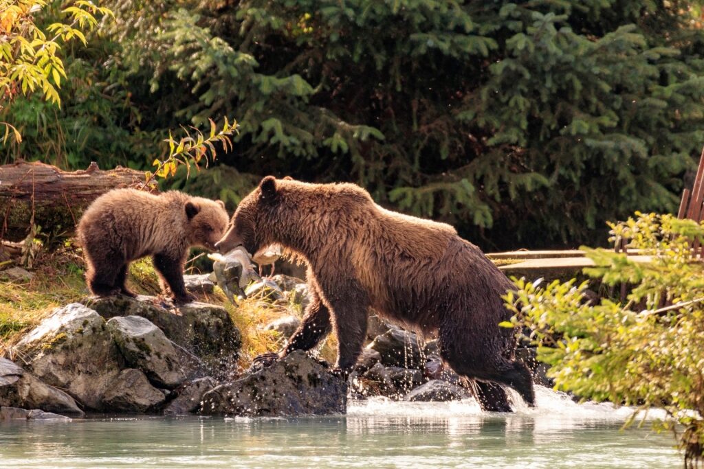Chilkoot River, one of the best place to see bears in Alaska